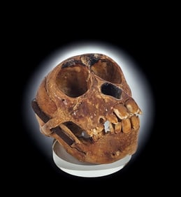 Early Antique Monkey Skull Primate Anatomy Skull