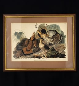 J.J. Audubon, Ruffled Grouse, PLATE XLI, NO. 9. Digital Print