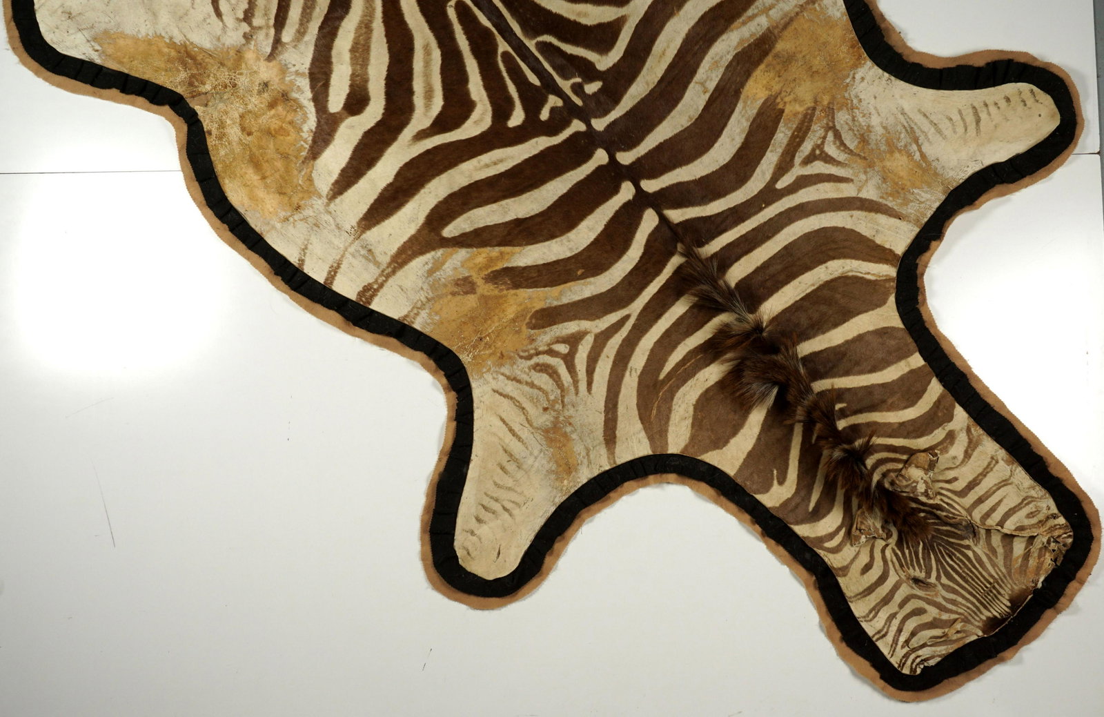 Taxidermy Zebra Hide Rug: Complete hide rig with raised mane, affixed to cloth backing, approx. 111" x 69" at front legs.