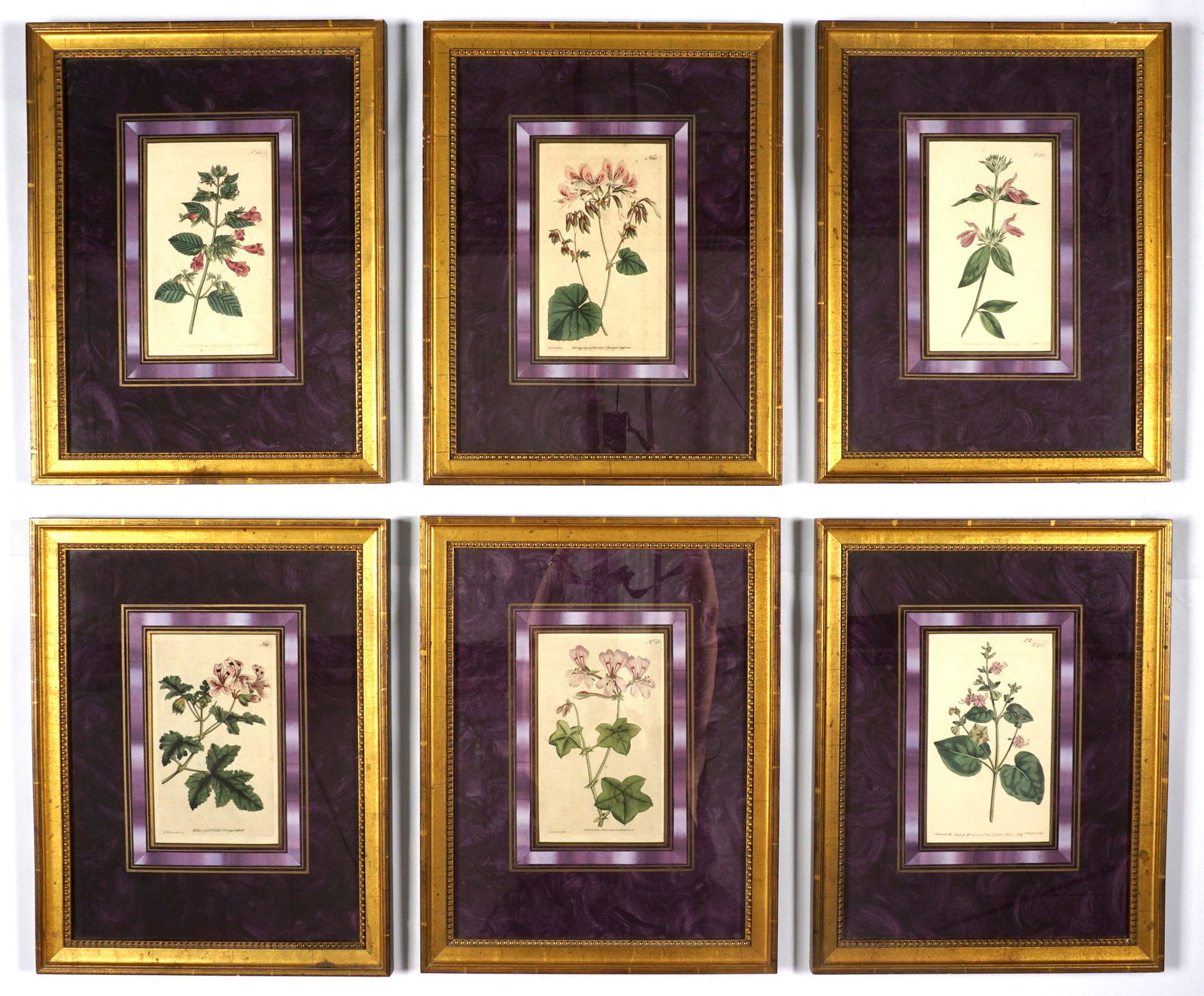 Six 18th Century Framed Curtis Botanical Prints: Six assorted botanical prints printed by William Curtis, artists to include Edwards, Samson, Sowerby. Plate sizes 7.75" x 4.5", framed 18.25" x 14.25". Condition: Chips to frames, not examined out of