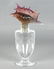 Daum Pate de Verre Seashell Stopper Perfume