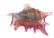 Daum Pate de Verre Seashell Stopper Perfume - 5