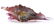 Daum Pate de Verre Seashell Stopper Perfume - 6