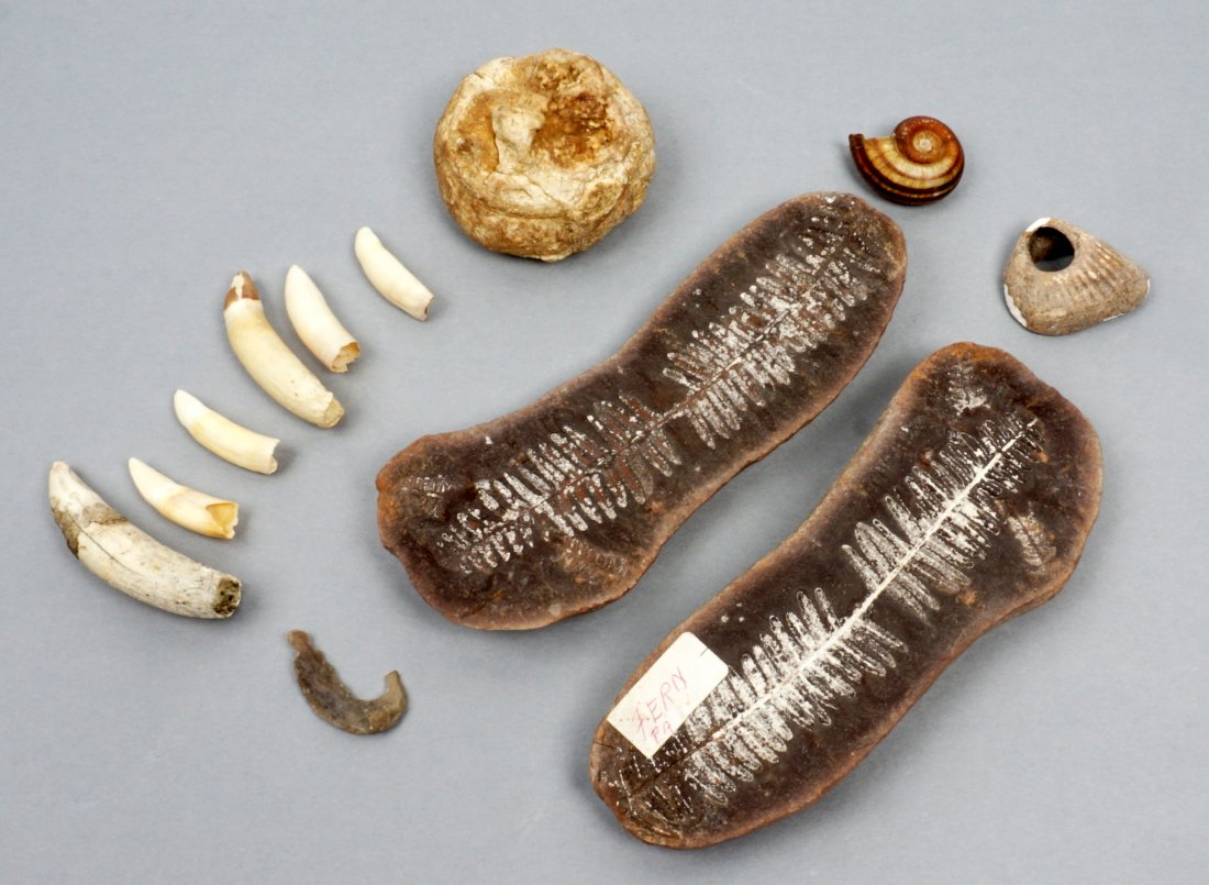 Collection of Fossils and Shells: An assembled collection of fossils to include split fern, teeth, and shells. Sold with stone hook.