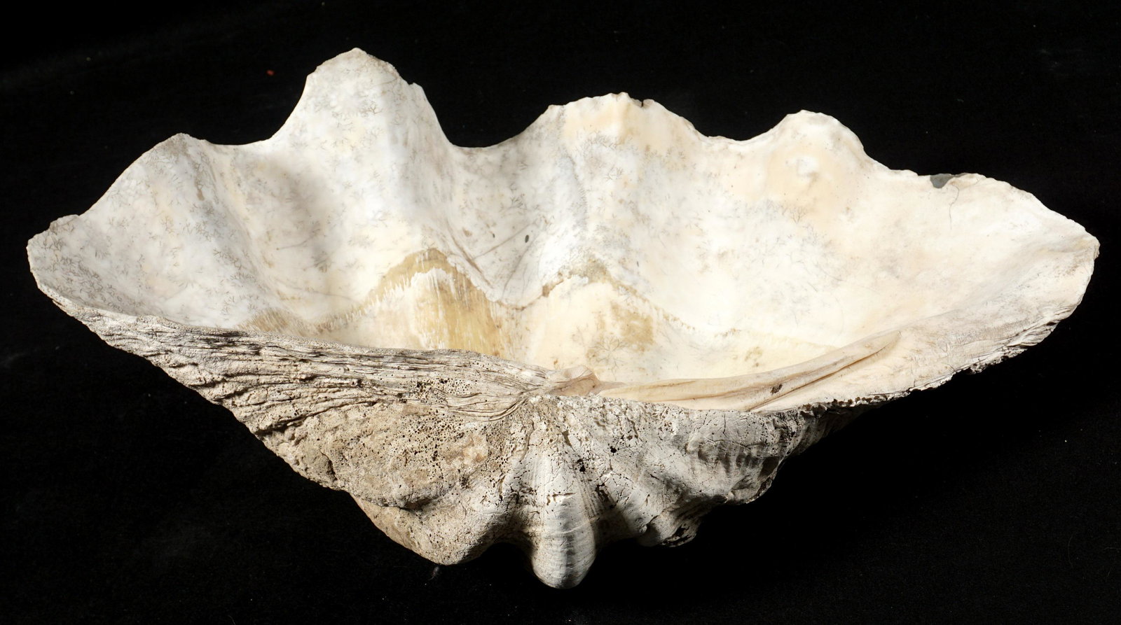 Natural Giant Clam Shell: Giant clam shell garden decoration, overall 7" h .x 26" x 15.75". Weighs approx. 32 lbs.
