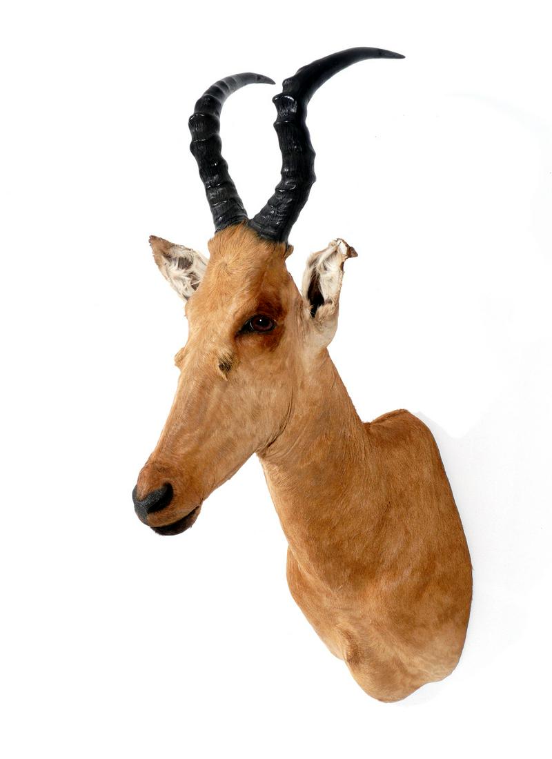 African Hartebeast Taxidermy Shoulder Wall Mount: Hartebeast / Kongoni wall mount, overall 41" h. x 14.5" x 24.5" deep. Condition: Damage to both ears.