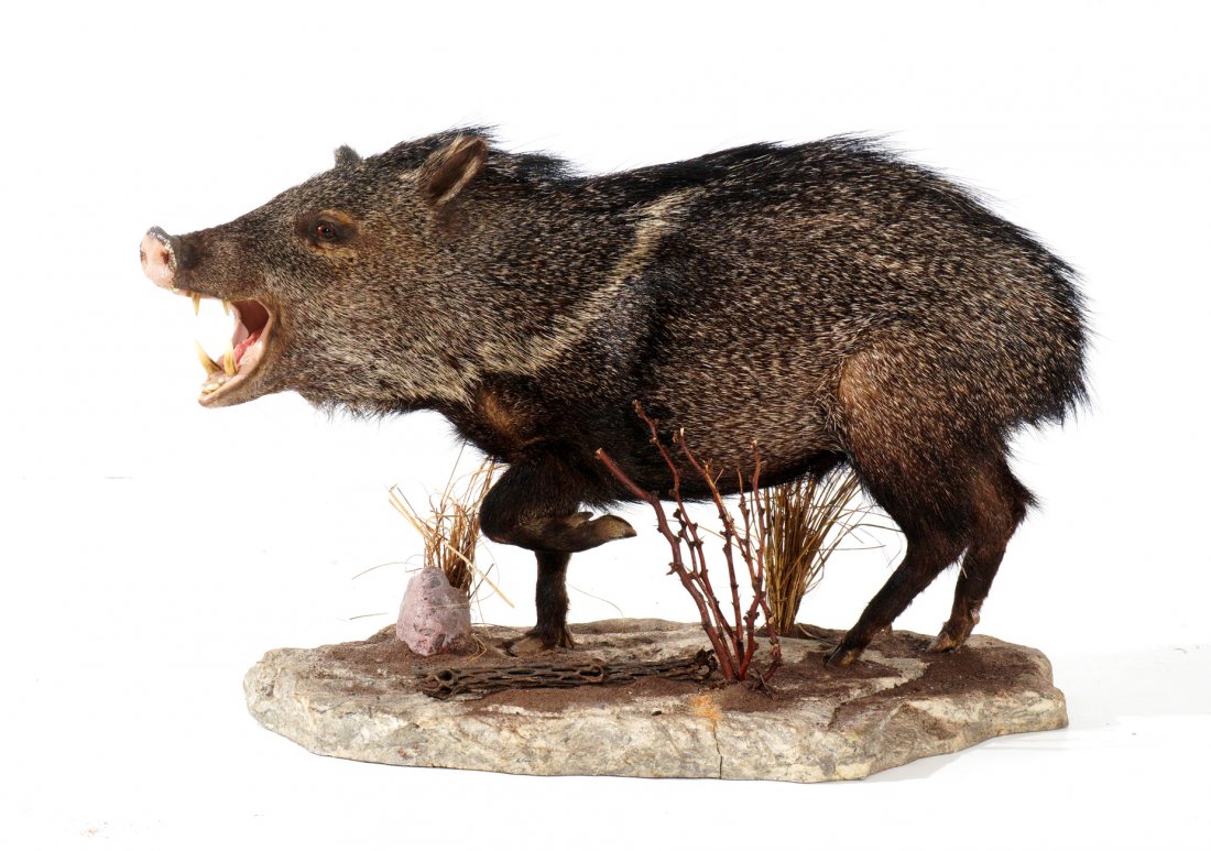 Small Full Body Boar Taxidermy Mount: Full body small boar on faux ground mount with foliage, boar measures 20 h. to top of back, 34.5" tail to snout, 11.5" wide. Overall 23" h. x 34.5" x 19.5". Condition: Rubs to snout.