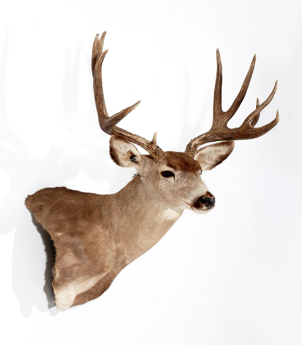 Large Mule Deer Taxidermy Shoulder Wall Mount: 12 point buck mule deer, 35" h., 32.5 antler spread, 38" deep.