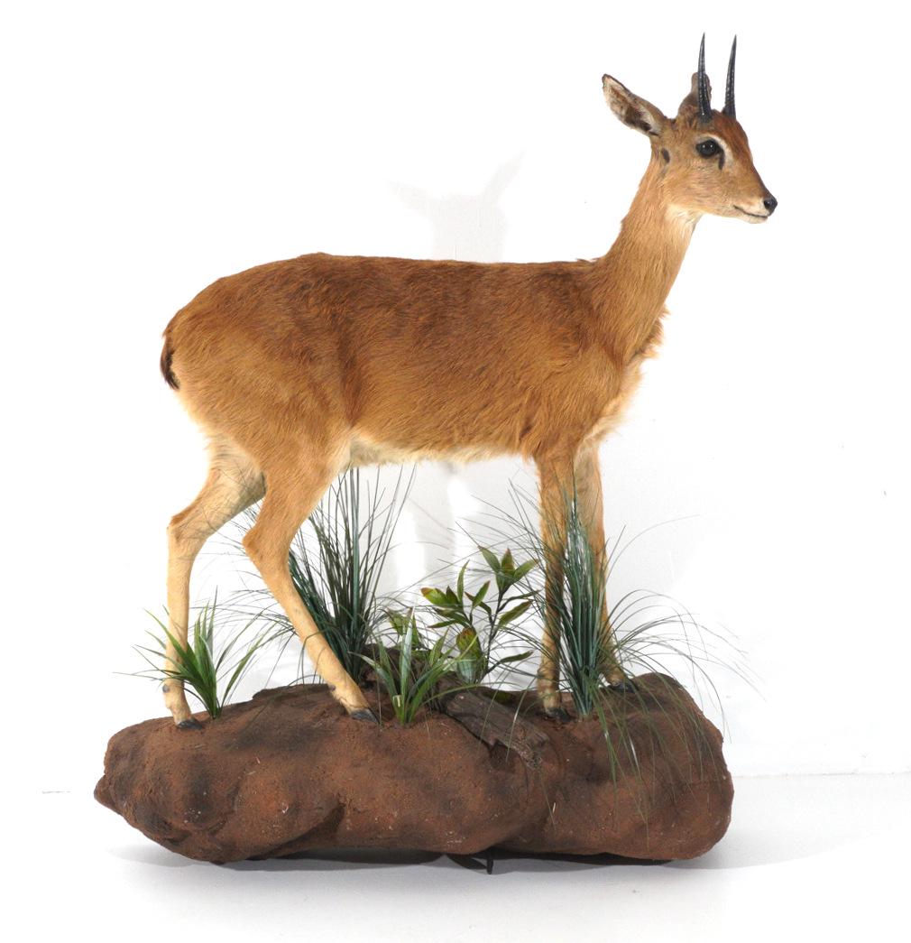 African Full Body Duiker Taxidermy Wall Mount: Full body common duiker, faux ground wall mount with foliage, duiker measures 35.5" h front hoof to top of horn, 32" tali to snout, 13" wide. Overall 4.35" h. x 34" x 13".