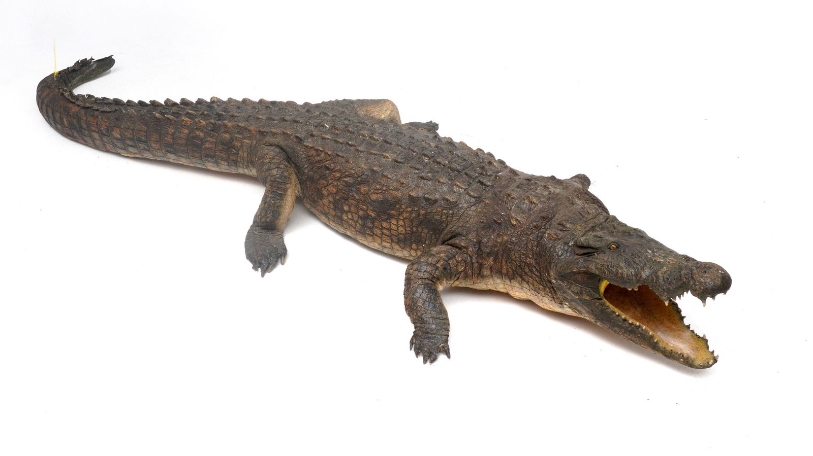 Large Tagged Nile Crocodile Taxidermy Mount: Nile crocodile full body mount, tagged with CITES tag on tail, missing on foot and appears to have been missing it for a long time. Overall approx. 12' 6" long snout to tail, 4' wide at widest point.