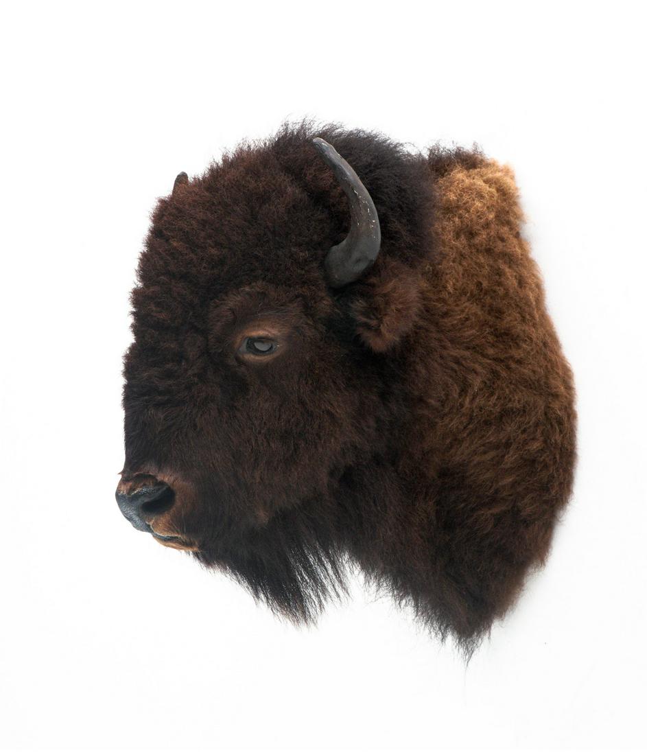 American Bison Taxidermy Shoulder Mount: Bison shoulder wall mount, overall approx. 32" h. x 19.5" w. x 27.5" d.