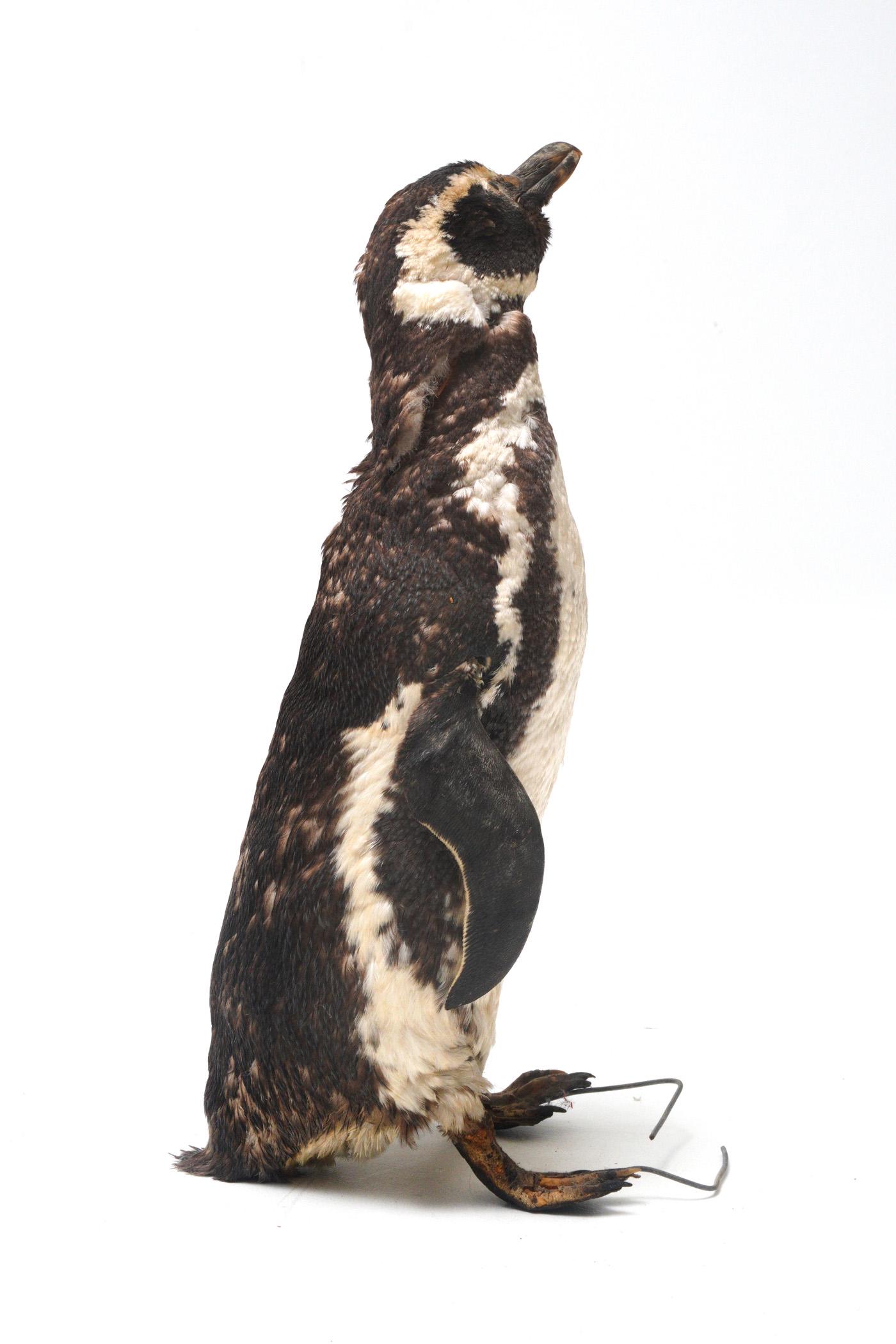 Magellanic Penguin Full Taxidermy Mount: Standing mount with head up, overall 21.25" h. x 8" x 9".
