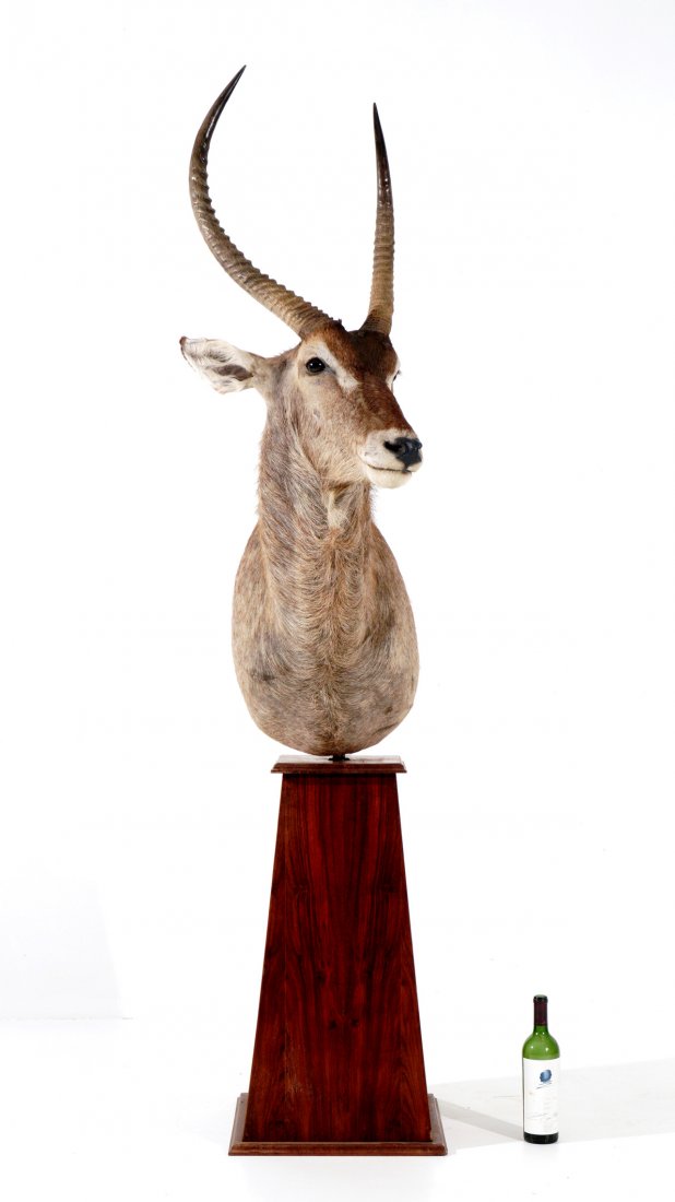 African Waterbuck Taxidermy Shoulder Mount: Waterbuck mount on tapered wood pedestal base, waterbuck measures 54" h. x 17" x 30.5", pedestal measures 31" h. x 17.5" x 17.5". Chips and scratches to pedestal.