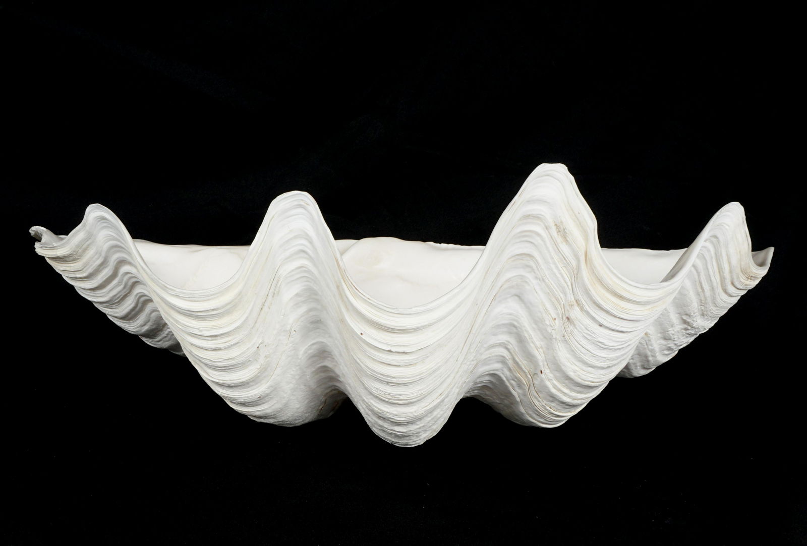 Large Natural Clam Shell (1 of 7)