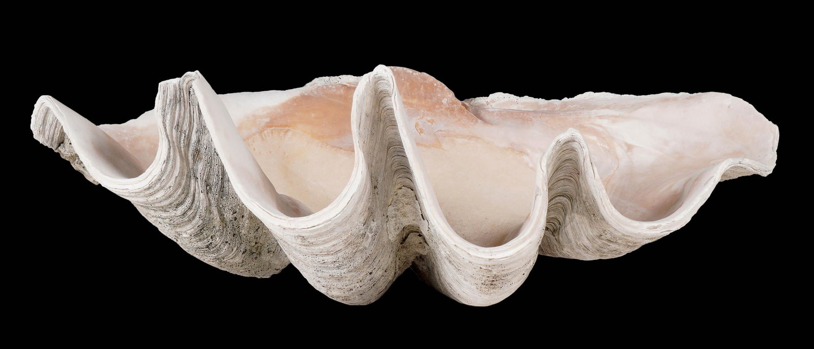 Large Natural Clam Shell: Perfect for garden or Florida room decoration, measures 9.25" x 30.5" x 19.5". Shippers note: Clamshell weighs 87 pounds.