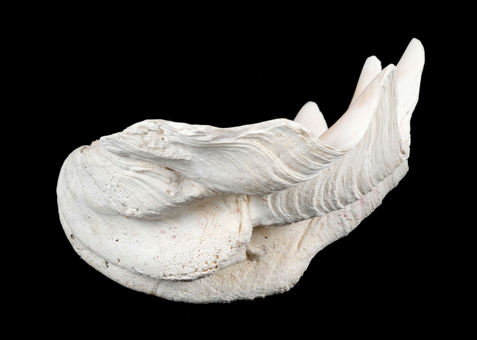 Large Natural Clam Shell (1 of 6)