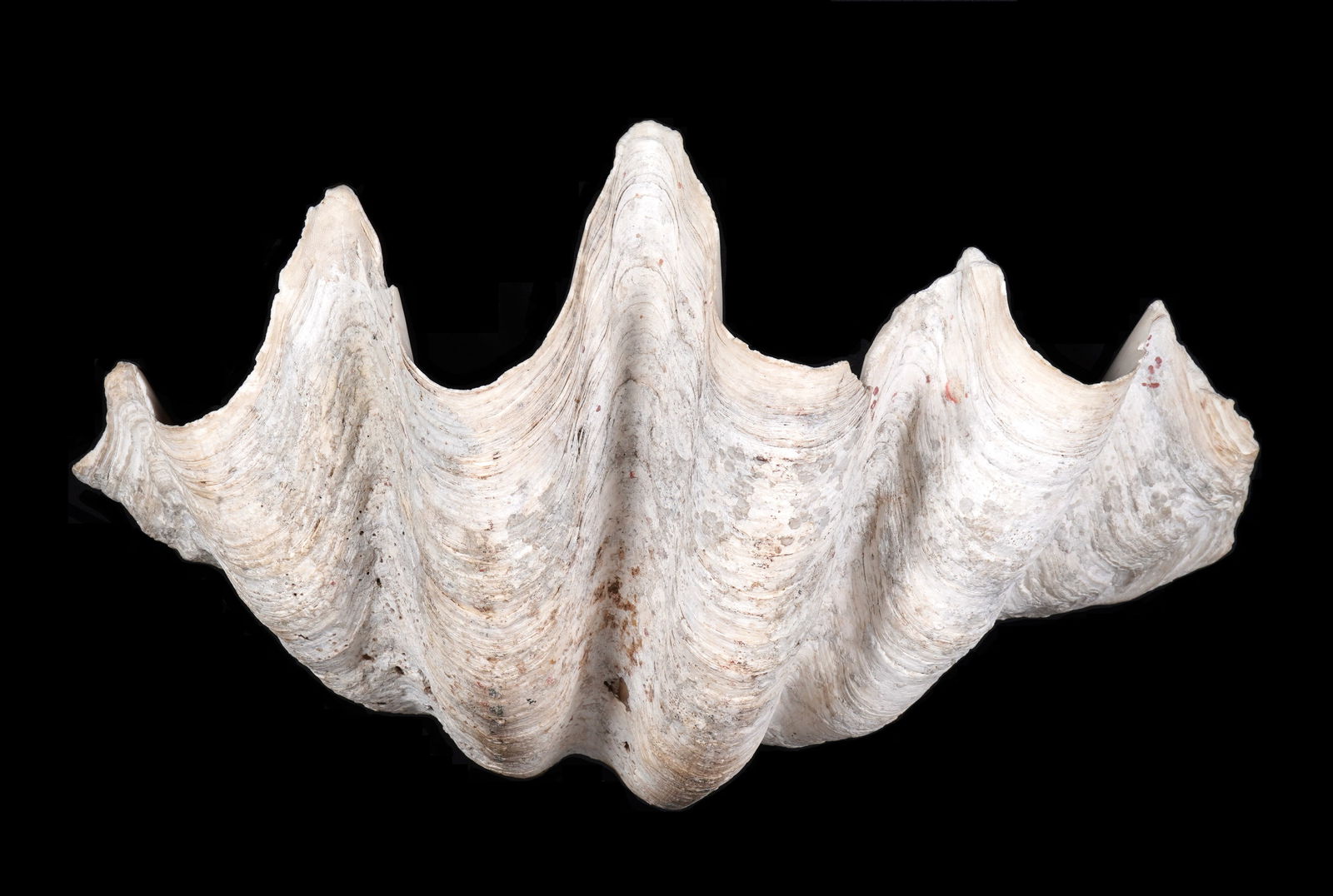 Large Natural Clam Shell (1 of 7)