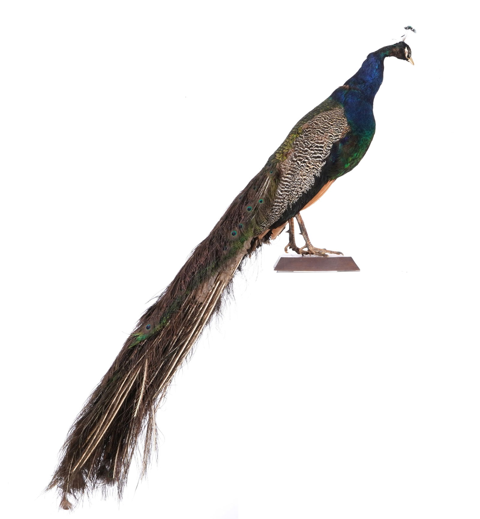 Large Taxidermy Peacock (1 of 13)