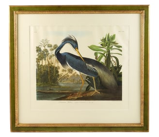 after John James Audubon Louisiana Heron No. 44