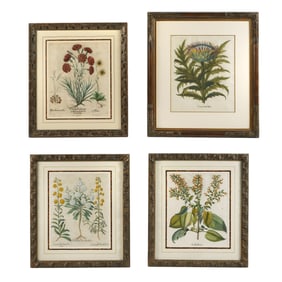 Four Early Basilius Besler Botanical Prints