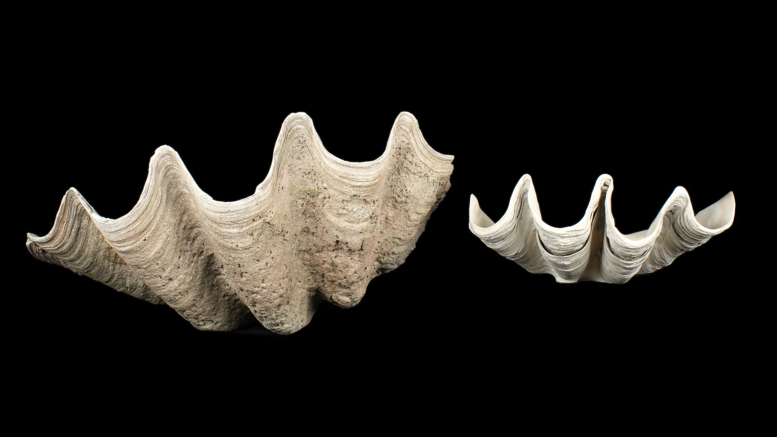 Two Natural Clam Shells (1 of 7)