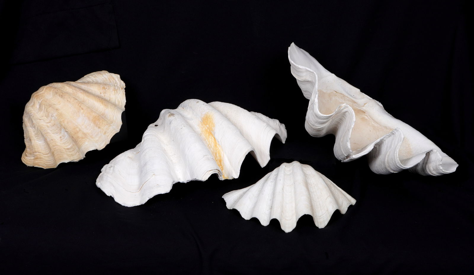 Four Natural Clam Shells (1 of 20)