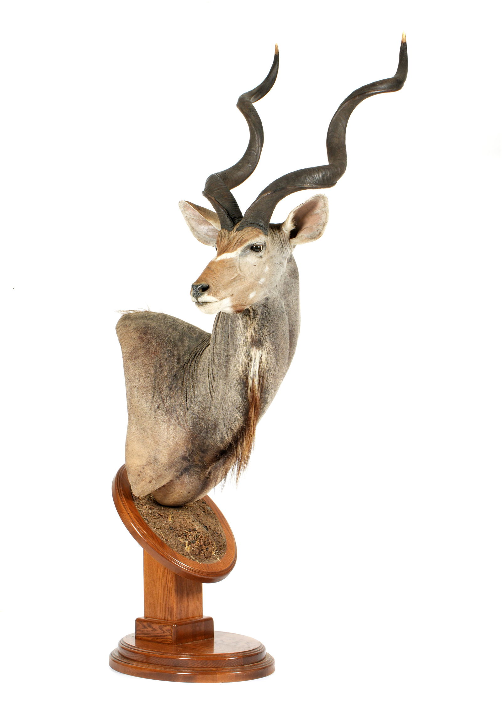 African Kudu Greater Taxidermy Shoulder Mount & Stand (1 of 10)