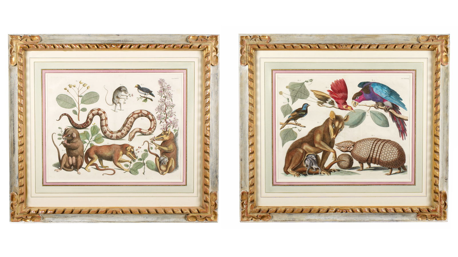 Pair after Albertus Seba Multi Animal Engravings (1 of 10)