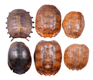 Collection of Six Vintage Turtle Shell Carapace