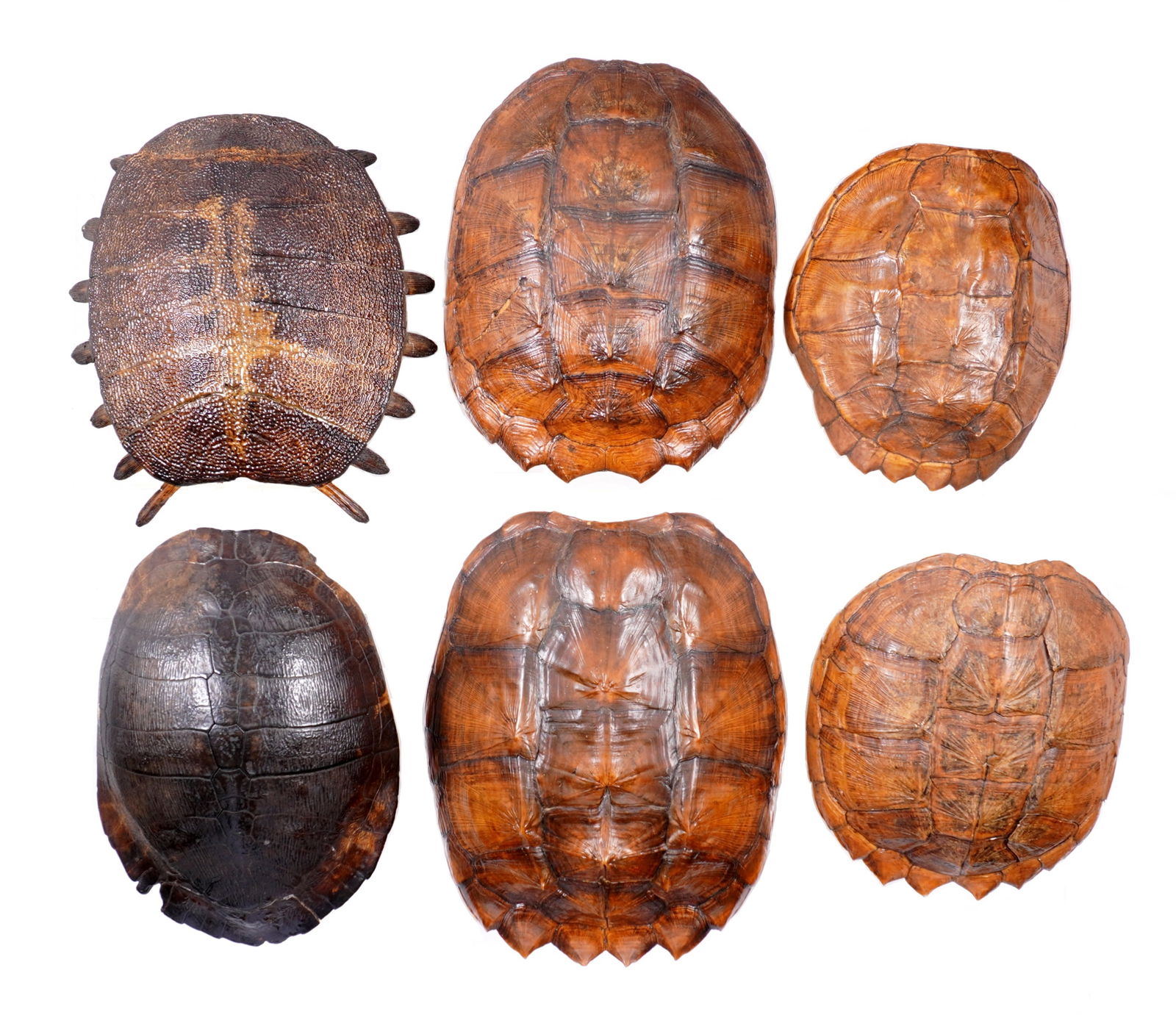 Collection of Six Vintage Turtle Shell Carapace (1 of 20)