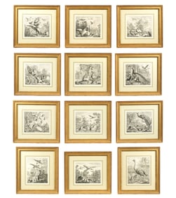 Pieter Casteels III 12 Studies of Birds Etchings
