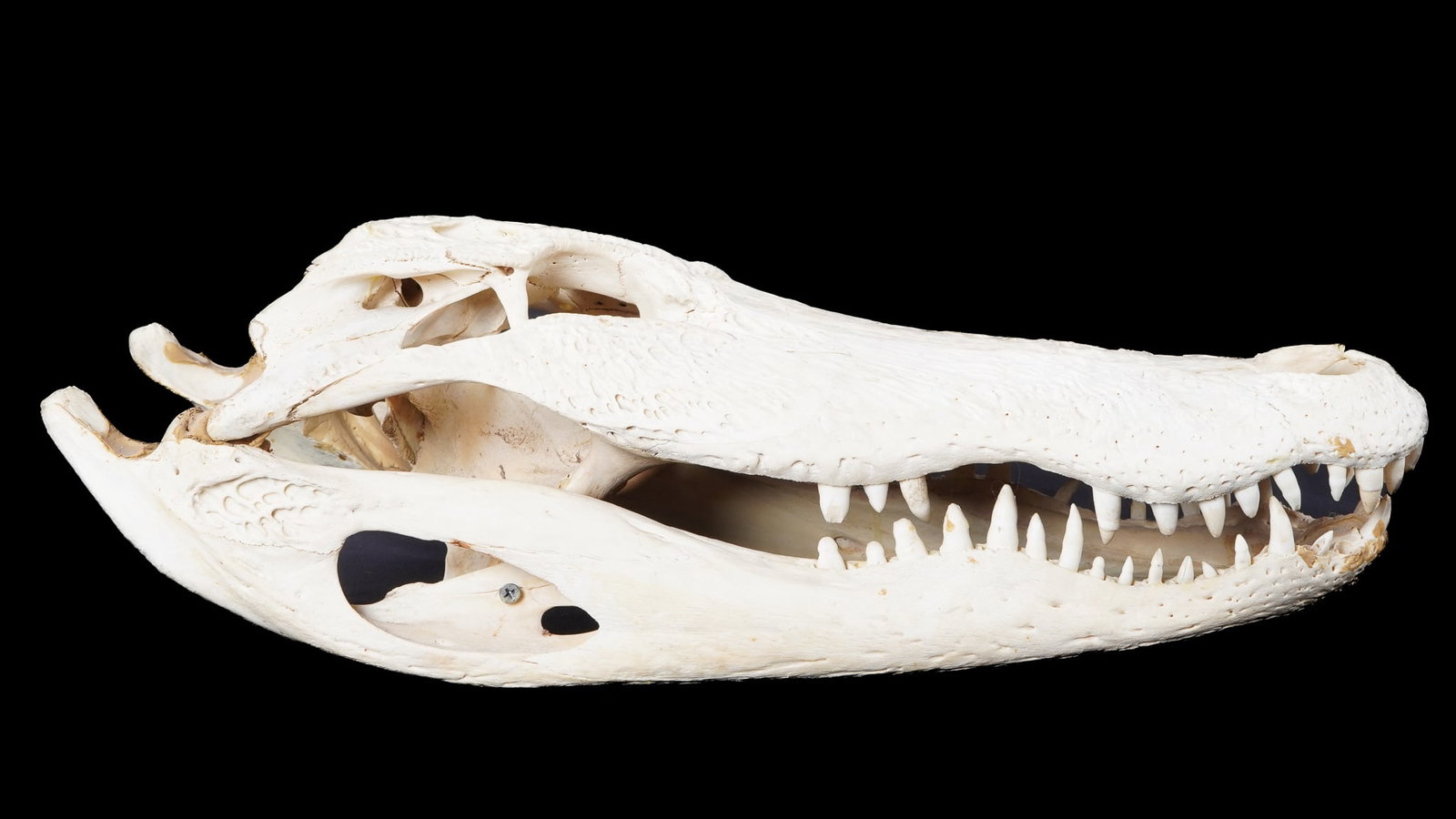 Large Taxidermy Alligator Skull: Vintage taxidermy alligator skull, overall 6.5" h. x 21.5" x 9.5". Condition: Repairs. Please see photographs.