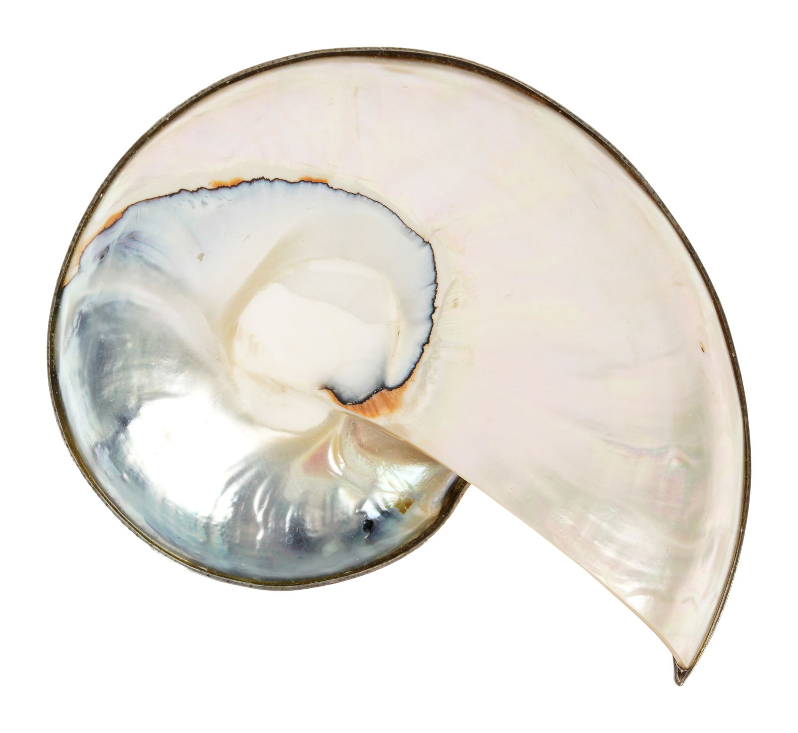 George Teufel Nautilus Shell Sterling Brooch: Sterling silver mounted nautilus shell pendant brooch by George Teufel, Buffalo N.Y., overall 3" x 2.25" x .75".