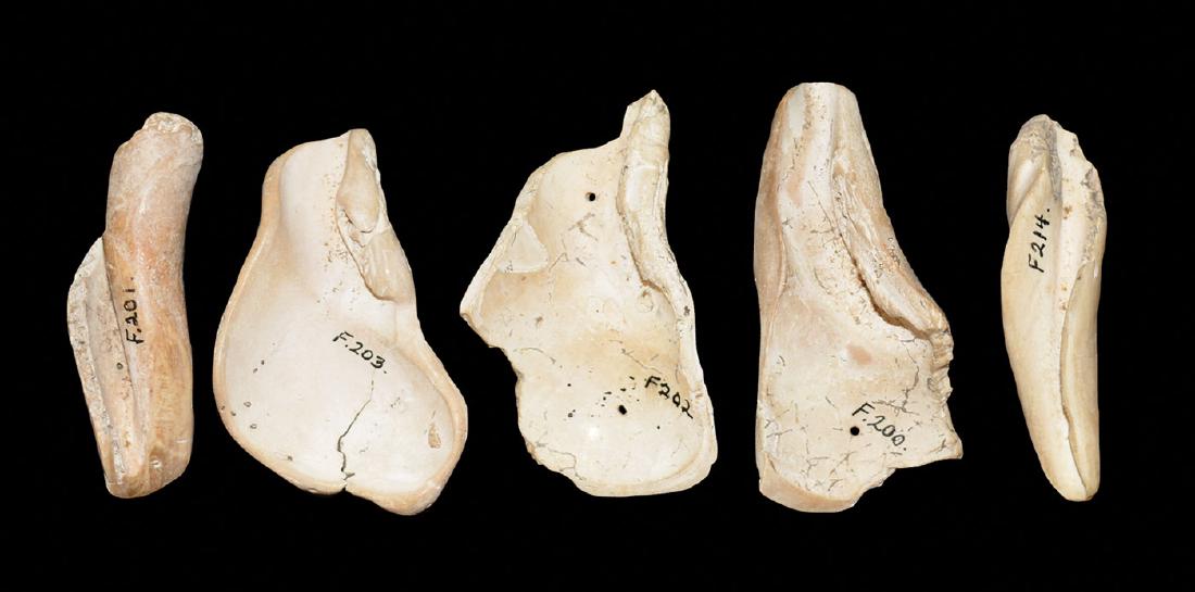 5 Shell Tools/Spoons.  4"-4 1/4".  William David Woods, (1 of 1)