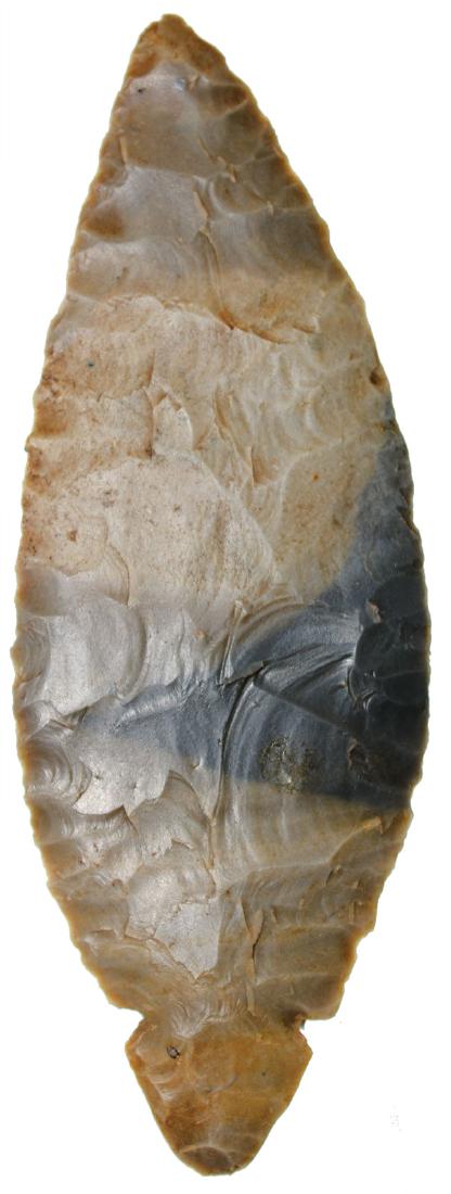 5" Turkeytail.  IN.  Davis G9 COA.  Very thin Fulton (1 of 2)