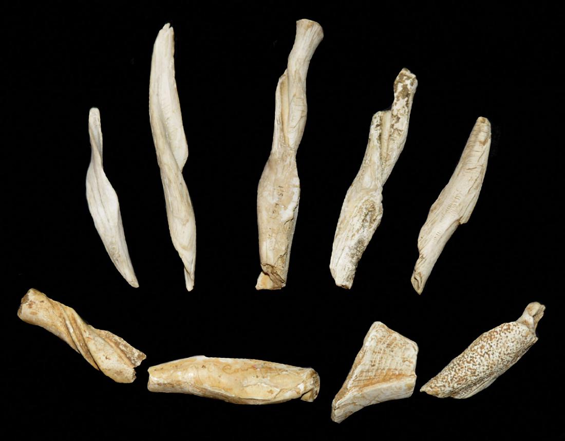 9 Conch Shell Spirals.  LeFlore Co, OK.  Spiro (1 of 1)