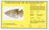 3 9/16" Large Base Thebes. Davis G8 COA. Estill Co, - 3