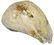 7 1/4" Conch Shell Dipper. Davidson Co, TN. Found in