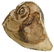 7 1/4" Conch Shell Dipper. Davidson Co, TN. Found in - 3