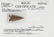 2 3/8" Frio. Valverde Co, TX. Thin, G10 example. - 3