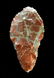 3 1/4" Lake Mohave. Tulare Co, CA. Davis COA