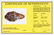 3 1/4" Lake Mohave. Tulare Co, CA. Davis COA - 3
