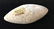 3 5/8" Quartz Atlatl Weight. Kings Co, CA. Believed - 3
