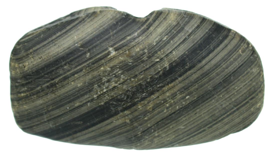 3 1/8" Winged Bannerstone.  Madison Co, IN.  Davis COA. (1 of 6)