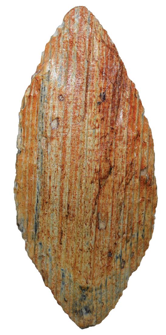 4 5/16" Kennewick.  Rogers COA.  Harney Co, OR. Orange (1 of 3)