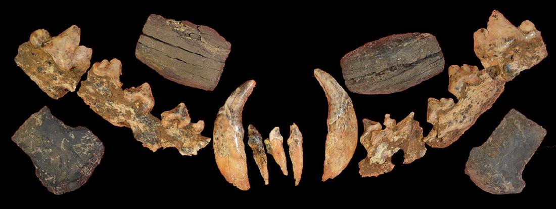 Group of Canine and Bear Teeth, Slate Beads and Chert: Group of Canine and Bear Teeth, Slate Beads and Chert Scrapers (3/4"-2 1/8"). Daviess Co, IN (Meade Farm). Ex-Bill Cain