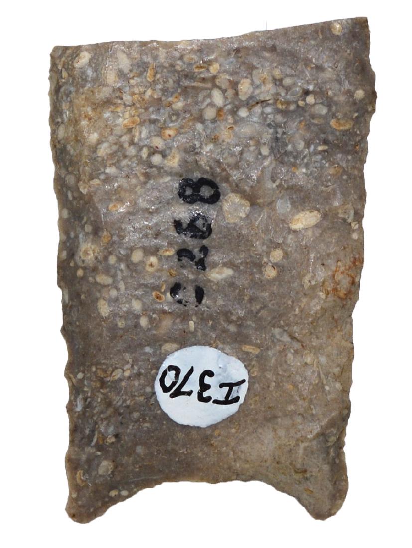 1 7/16" Folsom Base. Mills Co, IA. Nehawka Chert. FB: 1 7/16" Folsom Base. Mills Co, IA. Nehawka Chert. Found by Paul Kline