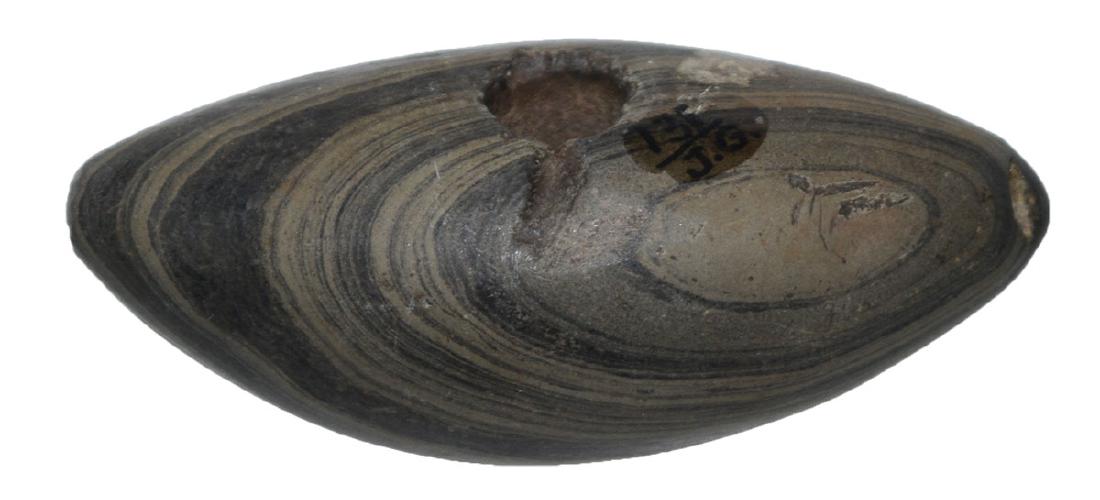 2 3/4" Pick Bannerstone. Ohio. Slate. ExTom