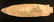8 1/4" Etley. Callaway Co, MO. Pictured in WW#10,