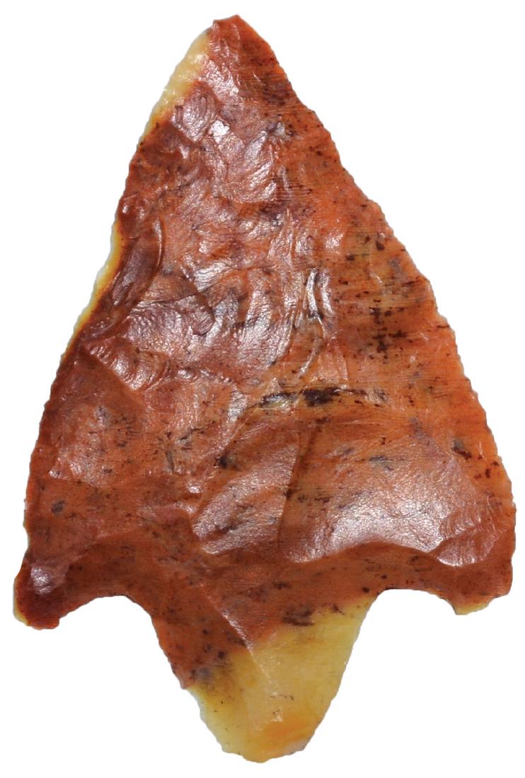 2 3/8" Marion. Alachua Co, FL. Colorful fossilized: 2 3/8" Marion. Alachua Co, FL. Colorful fossilized Coral. Dickey COA